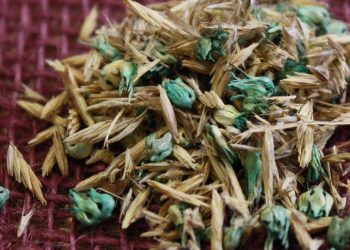 Why Douglass King Seeds Are a Trusted Choice for Native Grass and Wildflower Restoration