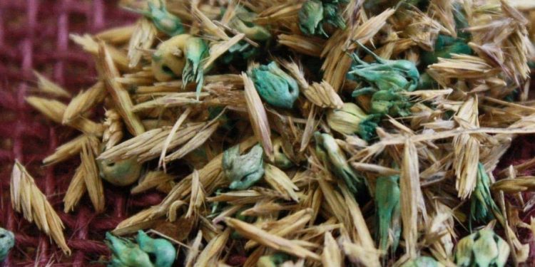 Why Douglass King Seeds Are a Trusted Choice for Native Grass and Wildflower Restoration