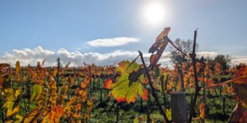 The Informed Sip: Decoding the Online Hunt for Pécharmant, Bordeaux’s Best-Kept Secret